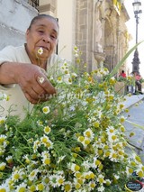 Llegaron las Palmas, hojas  de laurel y la manzanilla para el Domingo de Ramos inicio de la Semana Mayor