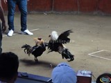 Emocionantes Peleas de Gallos en el palenque Zapotlán 2015