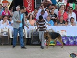 Gran variedad de ejemplares en la 12va. EXPOSICIÓN CANINA de la Feria de Todos los Santos Colima 2015