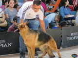 ASpecto de la Expo CANINA en la Feria de Todos los Santos Colima 2016