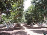 Visitando la Huerta de Aguacates en Agro González