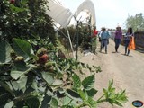 Visita a Campo de Berries en el Rancho Oceguera, en el marco de la Expo Agrícola Jalisco 2017