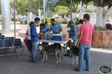 30 de abril será cuando termine la Campaña de vacunación antirrábica canina y felina en Tamazula